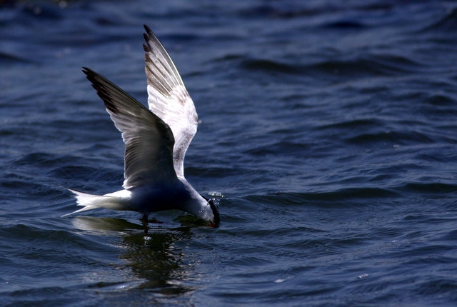 Common Tern