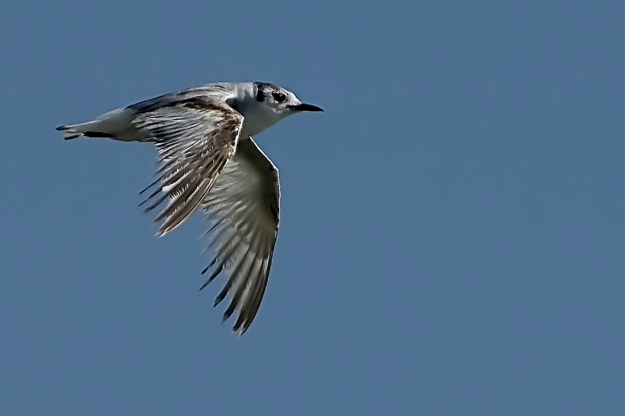 Little Gull