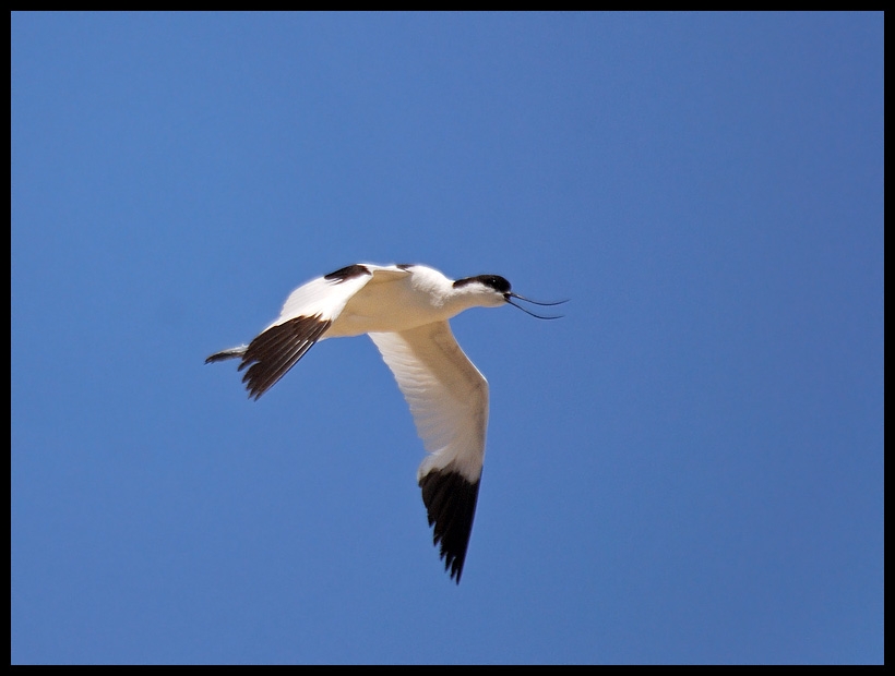 Pied Avocet