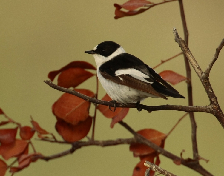 Collared Flycatcher