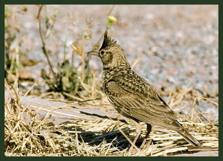 Crested Lark