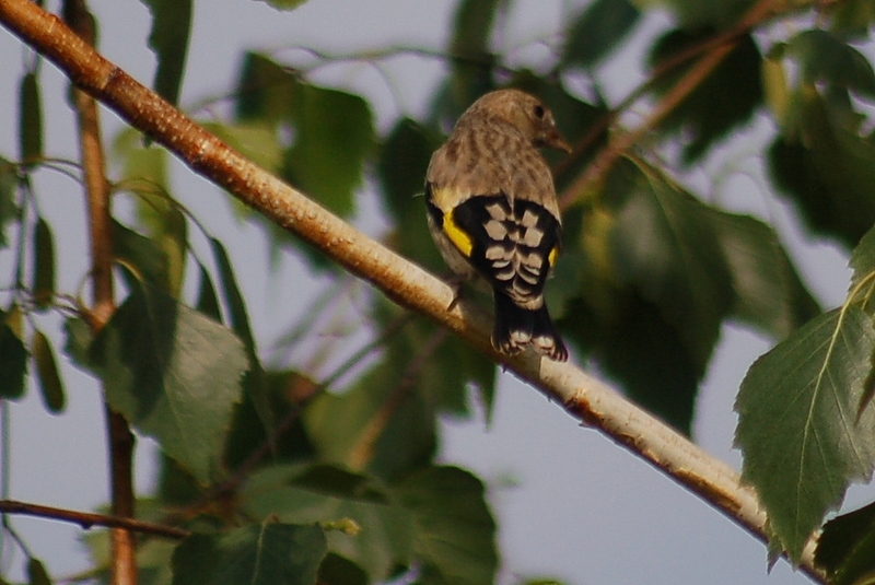 European Goldfinch