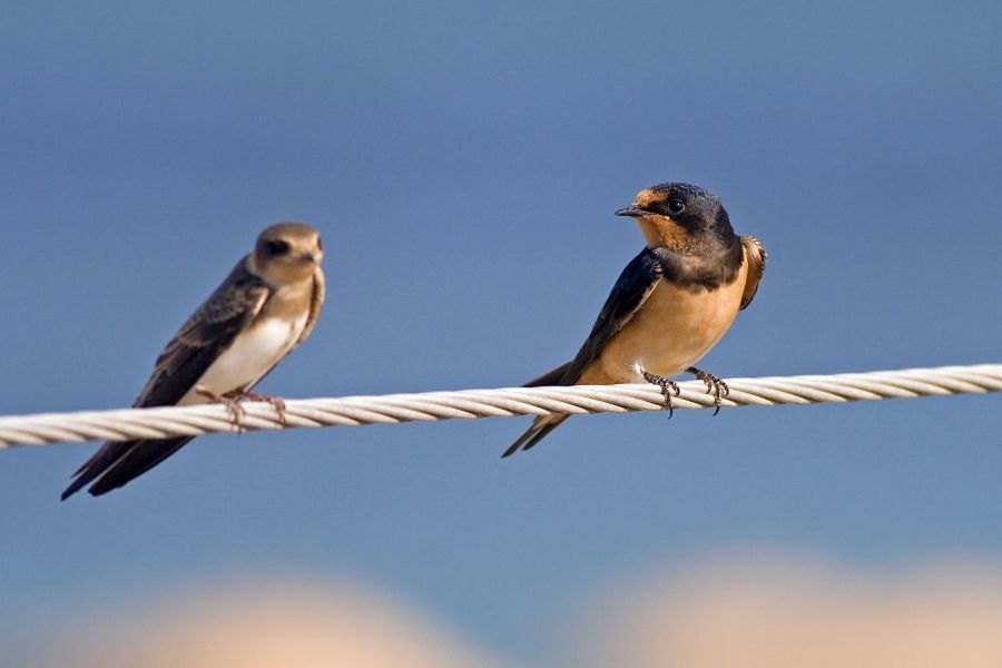 Barn Swallow
