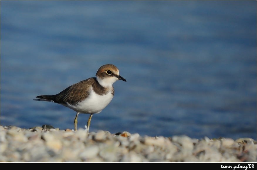 Little Ringed Plover