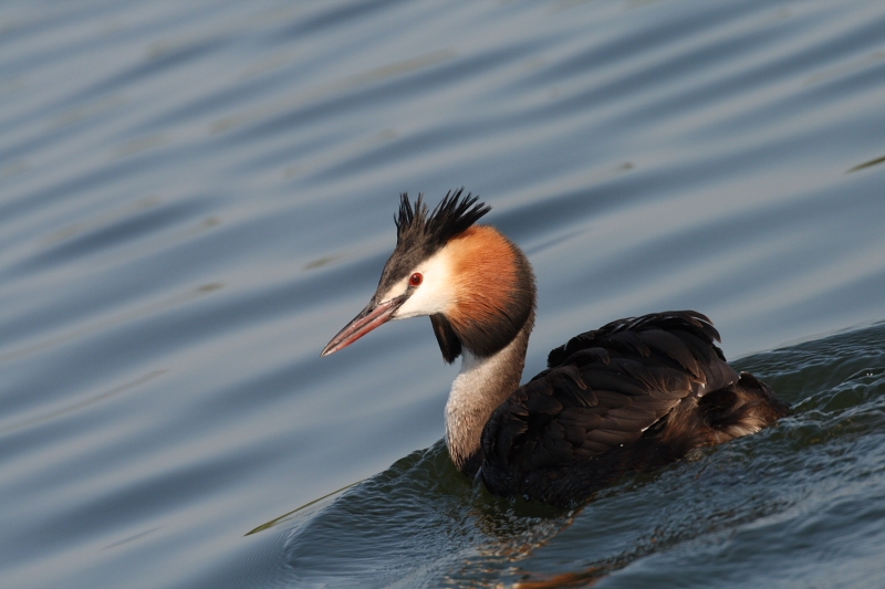Great Crested Grebe