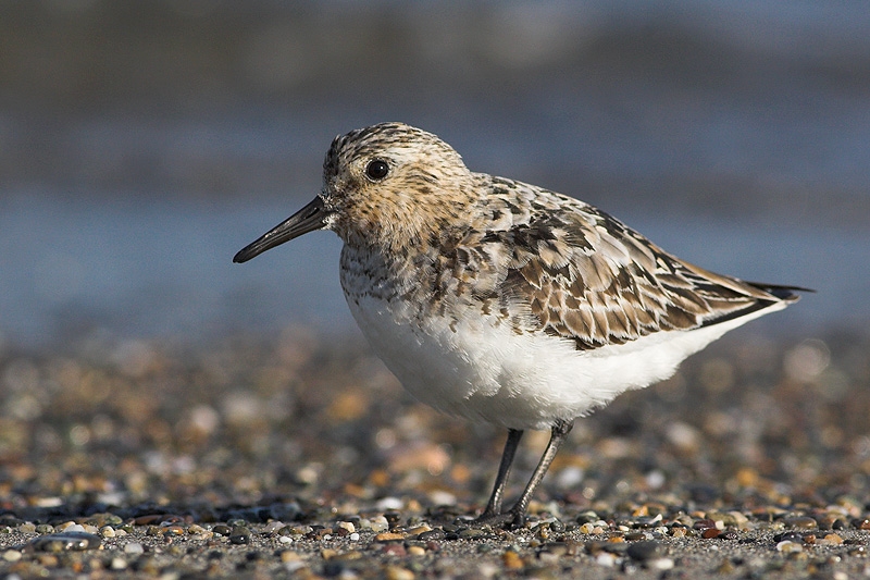 Sanderling
