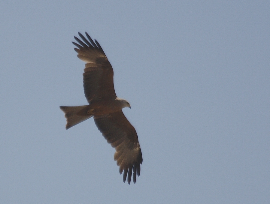 Black Kite