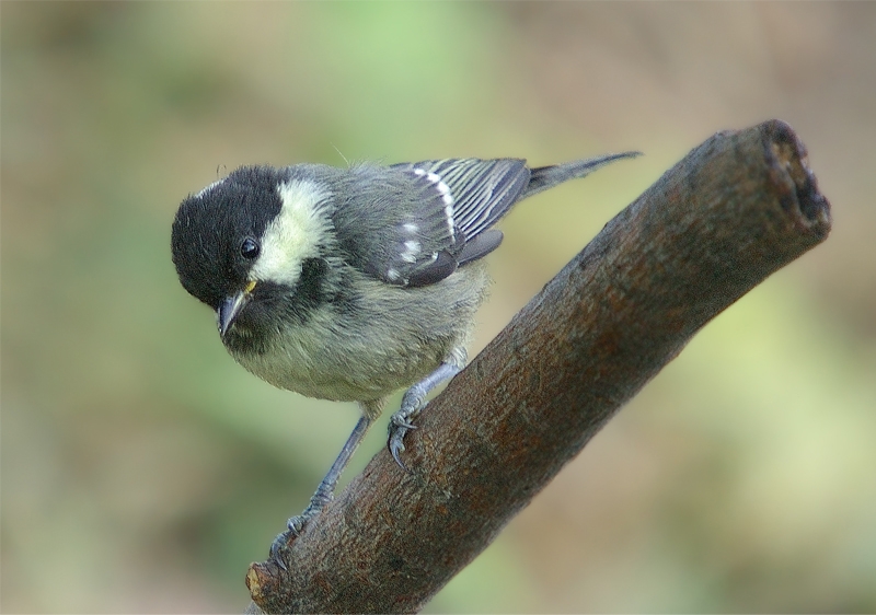 Coal Tit