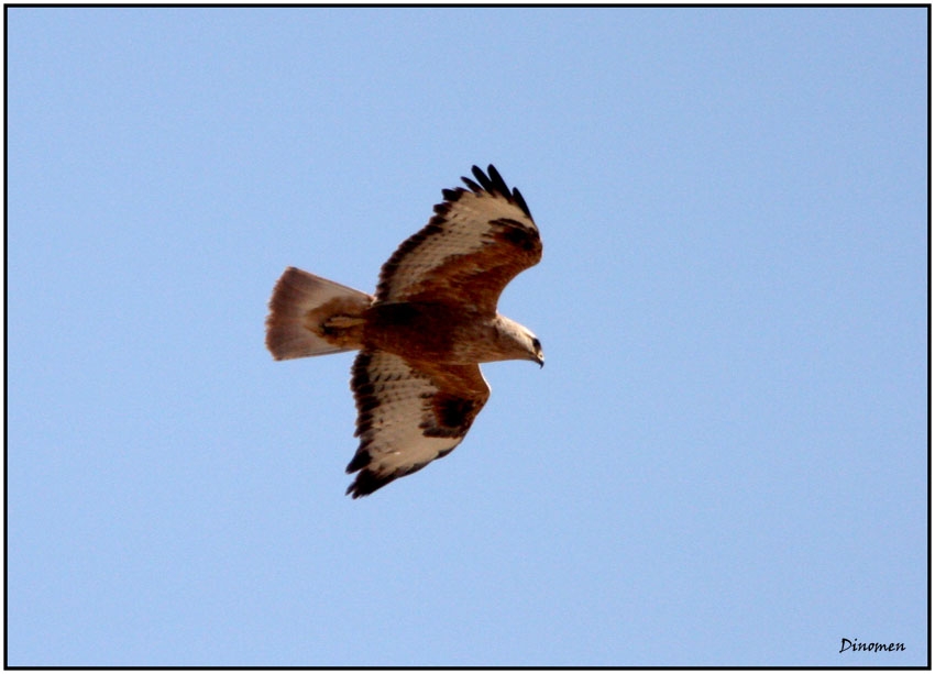 Long-legged Buzzard