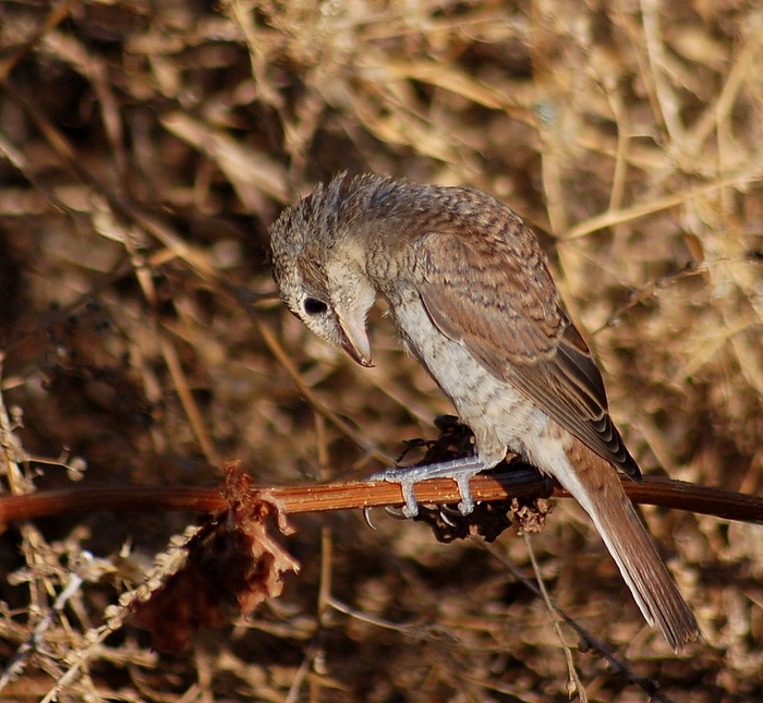 Red-backed Shrike
