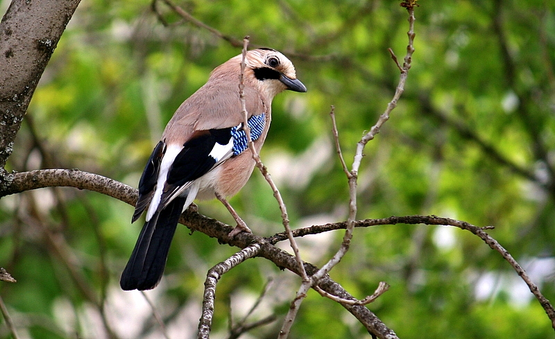 Alakarga
