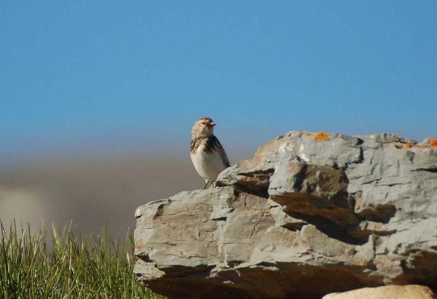 Twite
