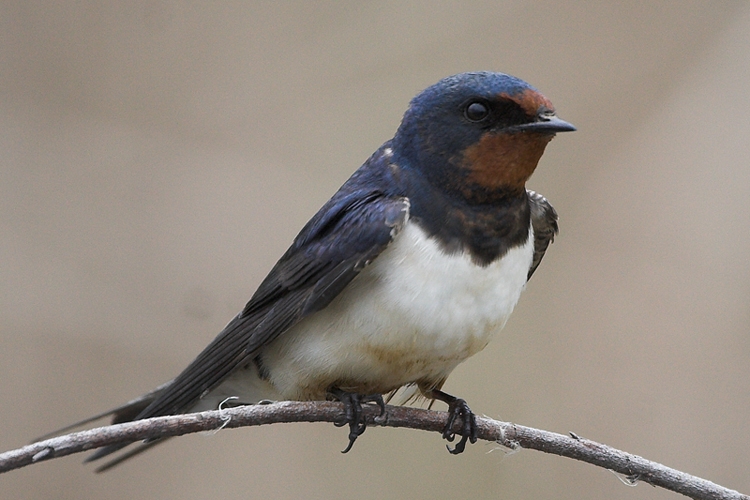 Barn Swallow