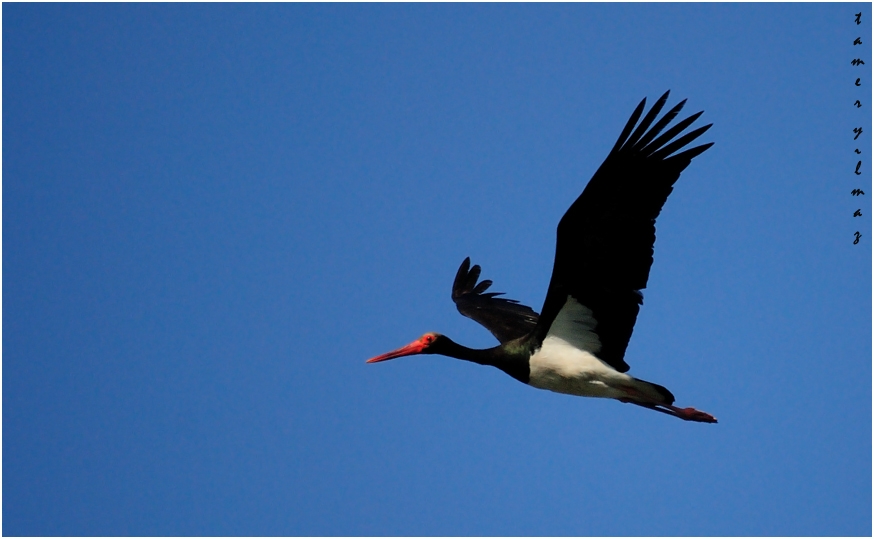 Black Stork