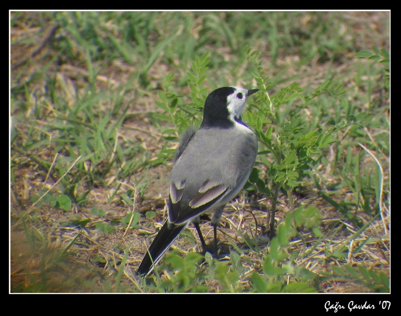 White Wagtail
