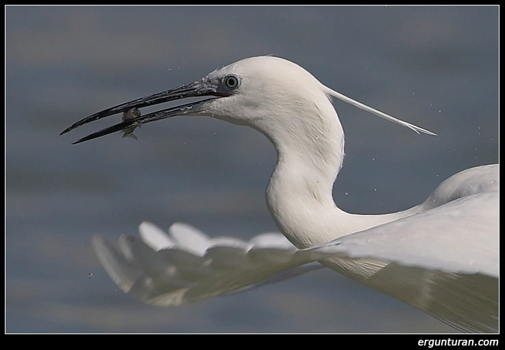 Little Egret