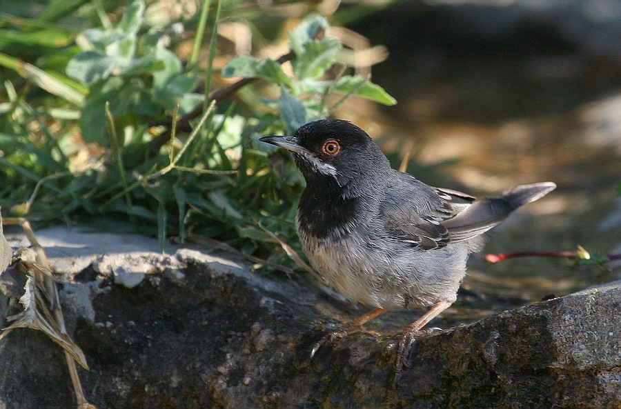 Rüppell`s Warbler
