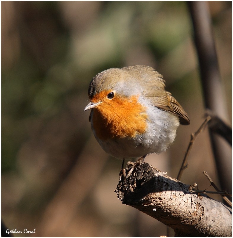 European Robin