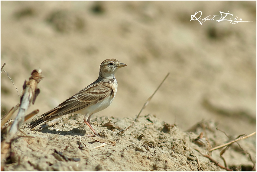 Greater Short-toed Lark