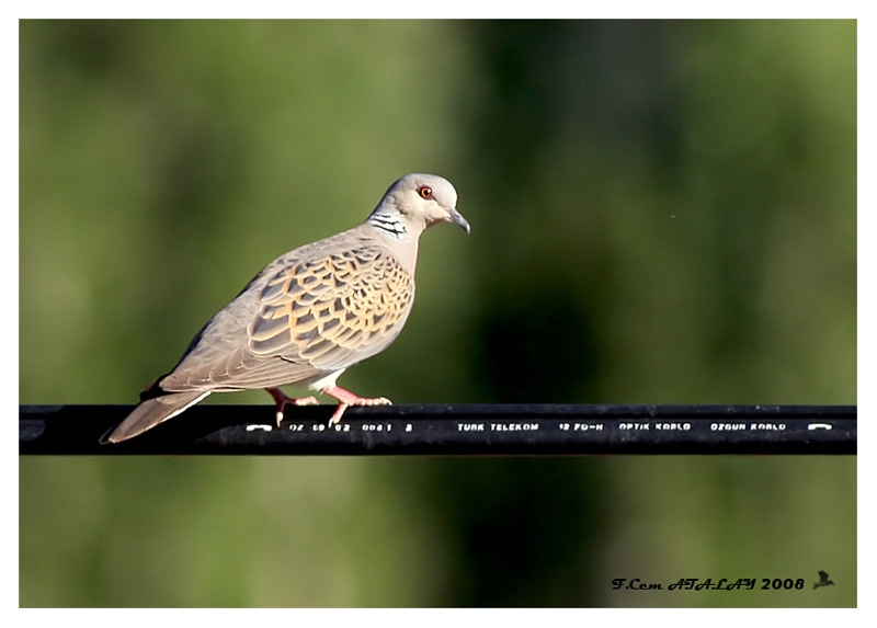 European Turtle Dove