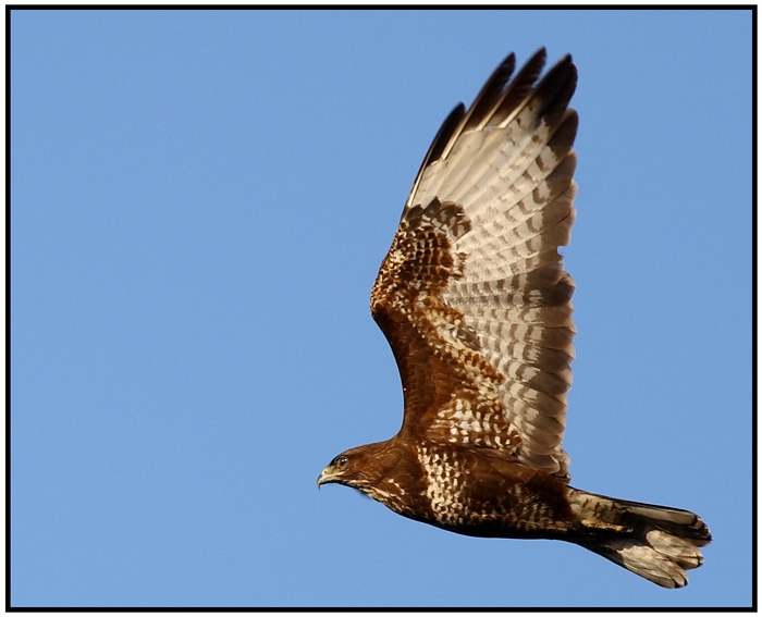 Common Buzzard