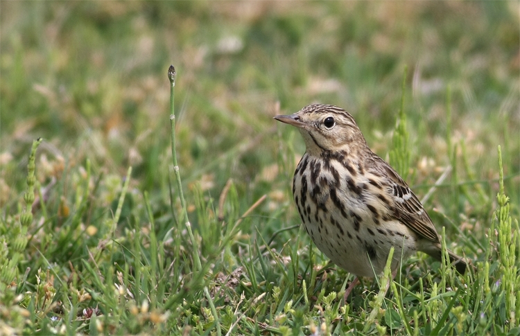 Tree Pipit