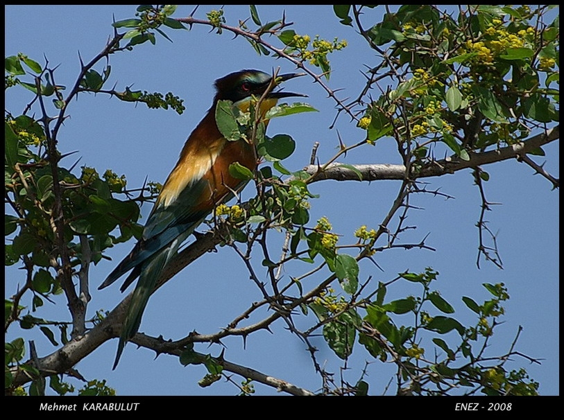 European Bee-eater