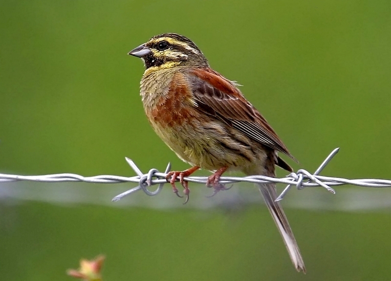 Cirl Bunting
