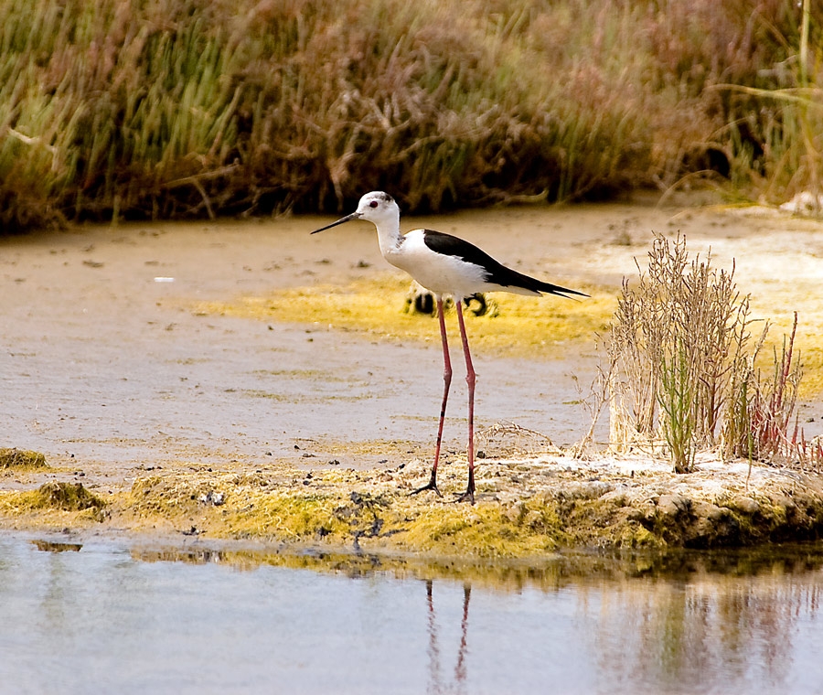 Black-winged Stilt