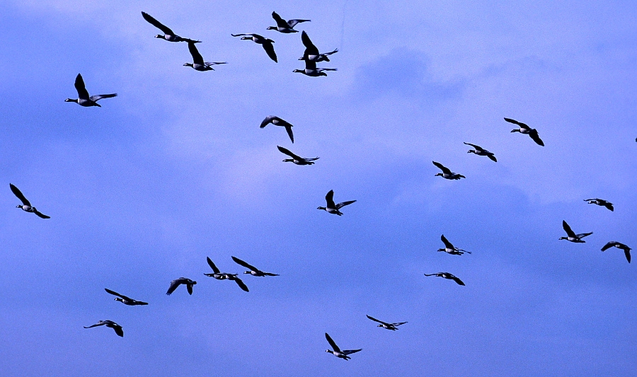 Barnacle Goose
