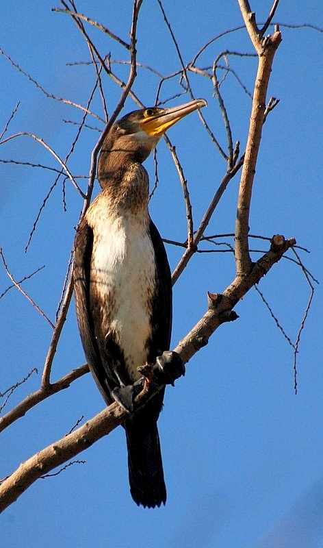 Great Cormorant