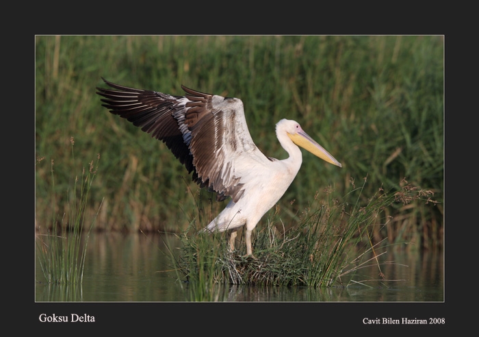 Great White Pelican