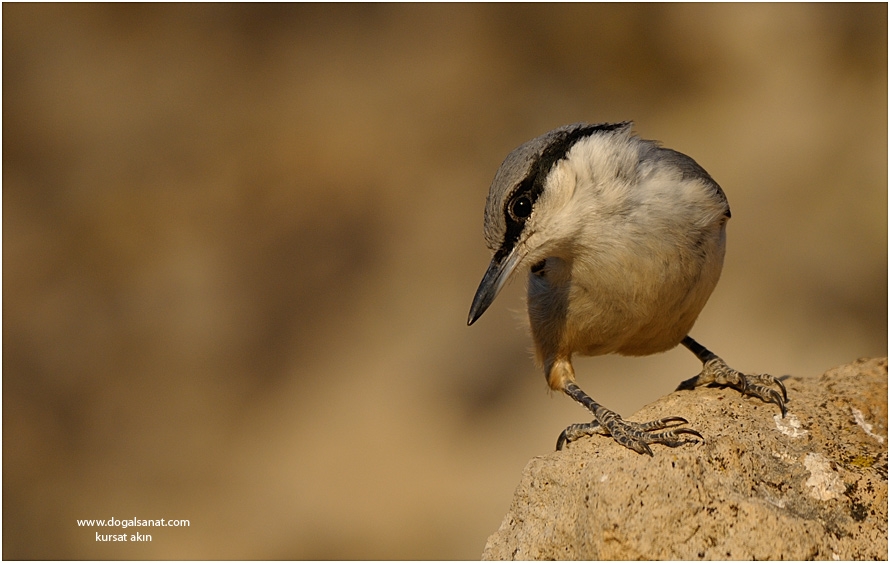 Western Rock Nuthatch