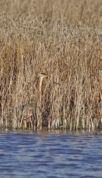 Purple Heron