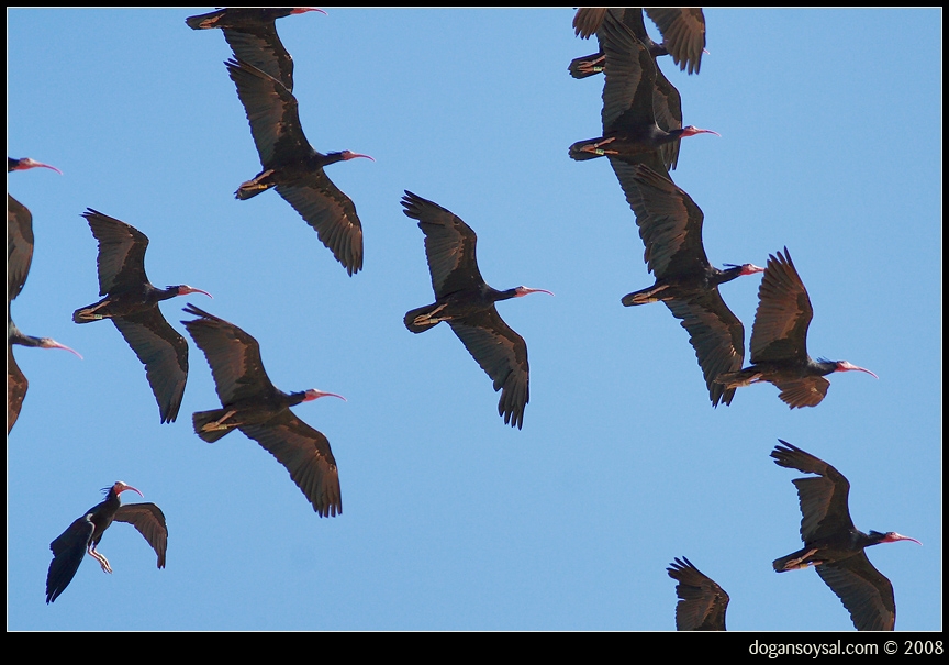 Northern Bald Ibis