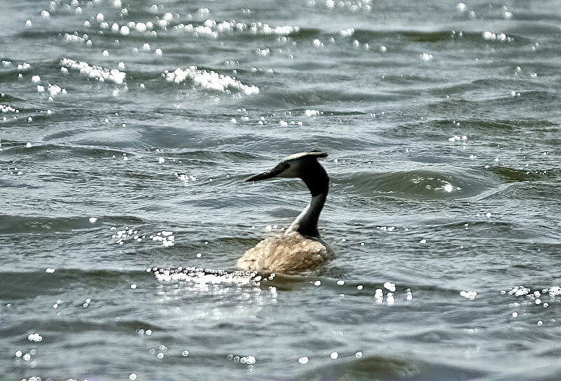 Great Crested Grebe