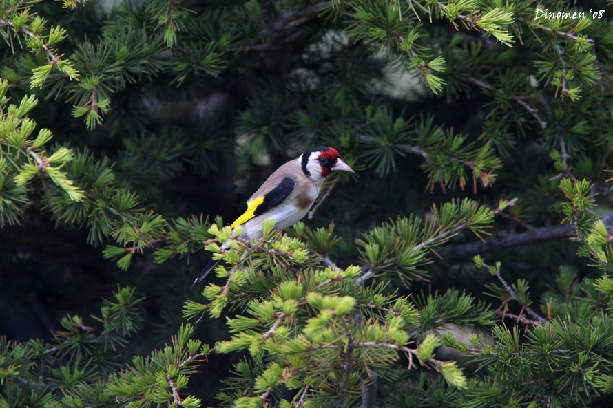 European Goldfinch