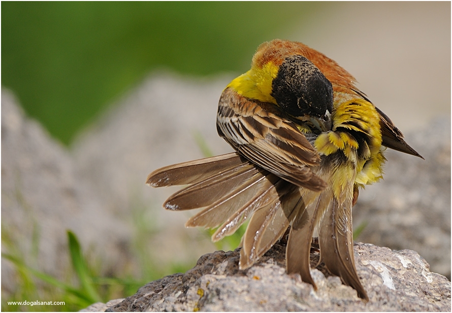 Black-headed Bunting