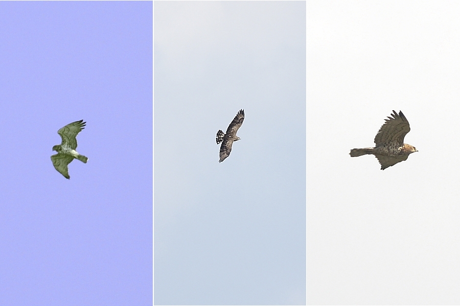 Short-toed Snake Eagle