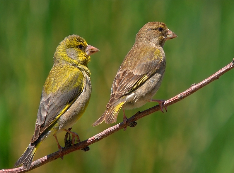 European Greenfinch