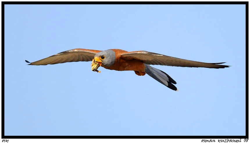 Lesser Kestrel