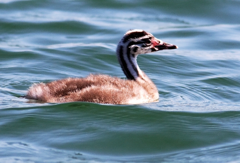 Great Crested Grebe