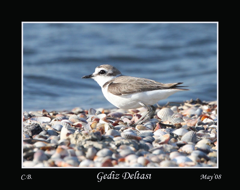 Kentish Plover