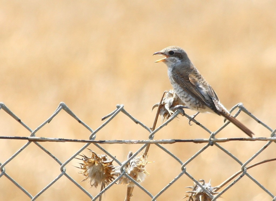 Red-backed Shrike