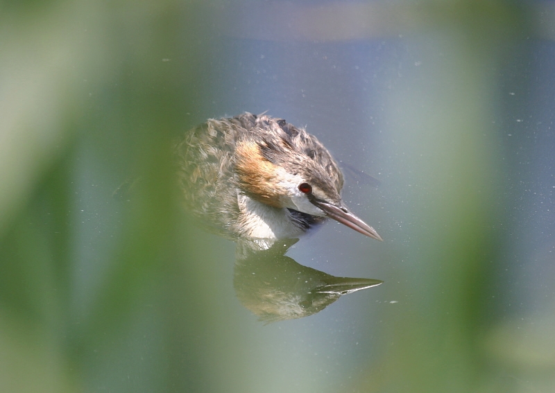 Great Crested Grebe