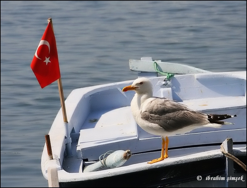 Gümüş Martı