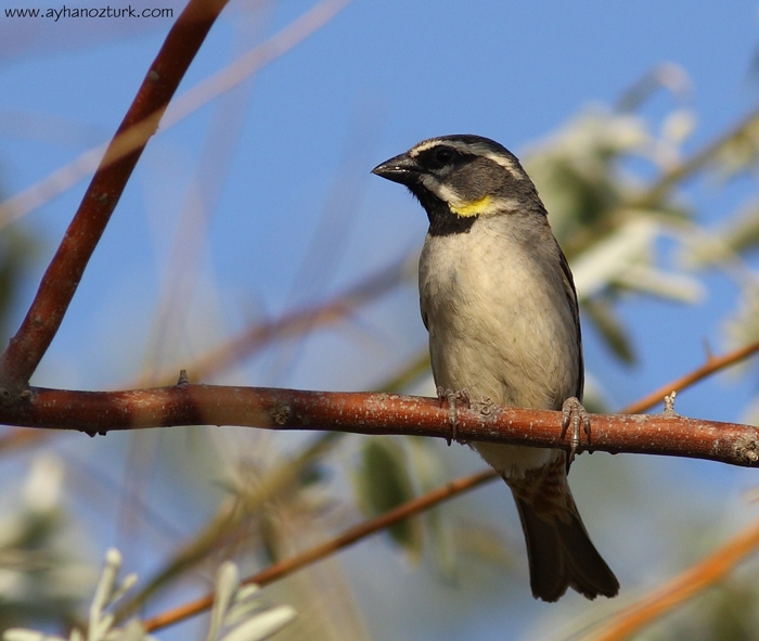 Dead Sea Sparrow