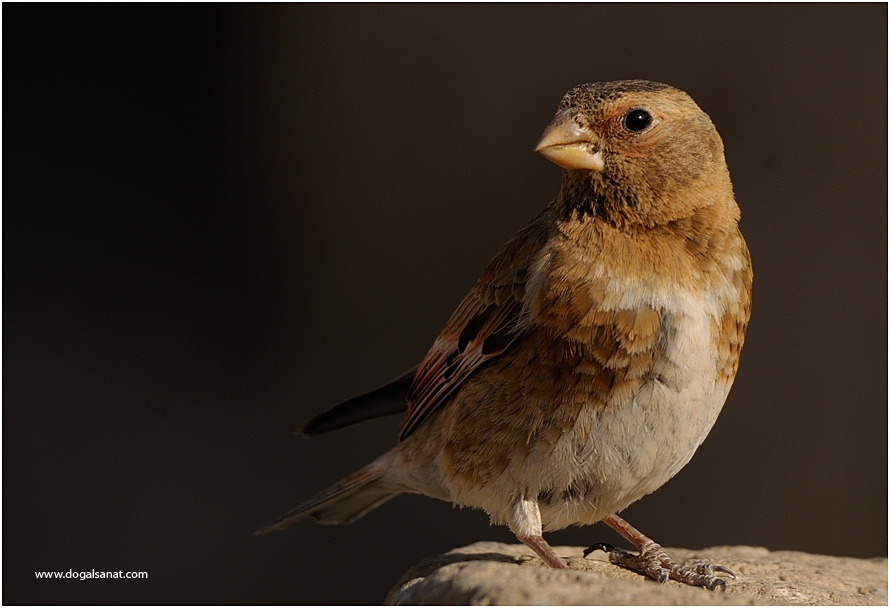 Crimson-winged Finch