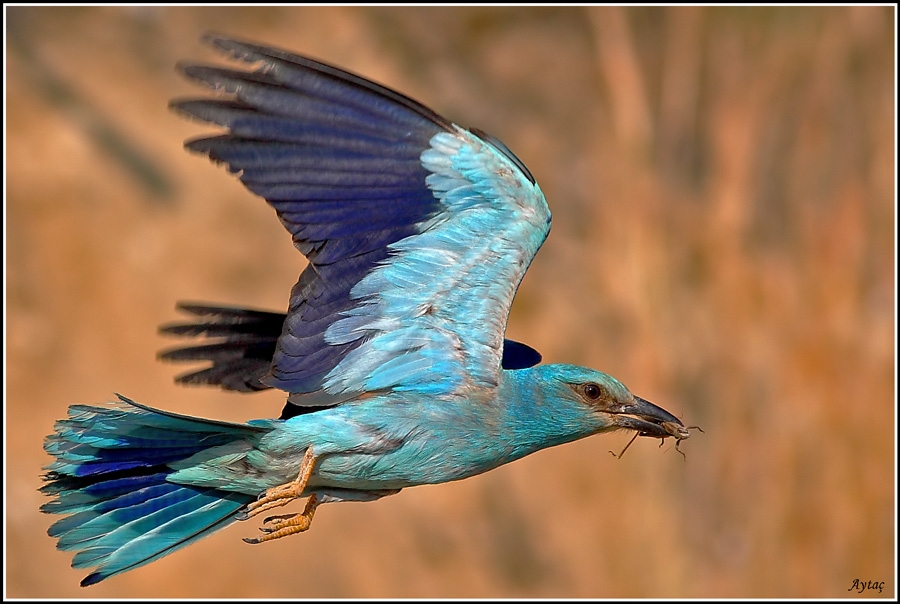 European Roller