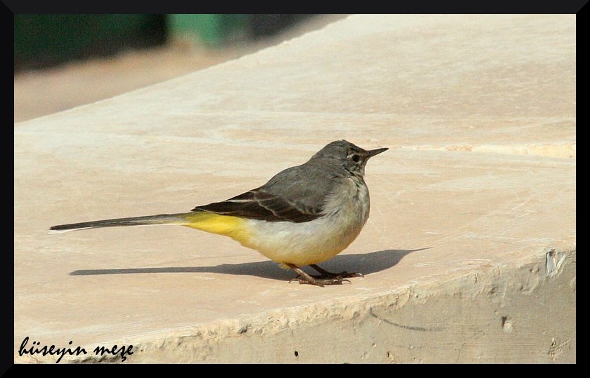 Grey Wagtail